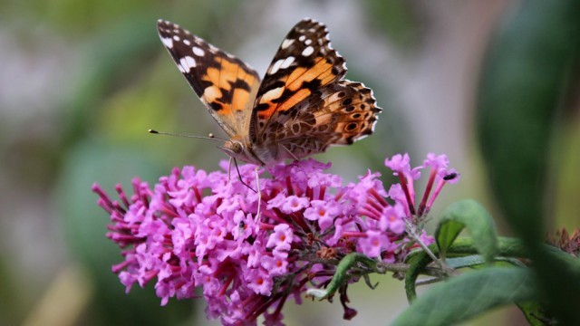 Ottawa Butterfly Show.jpg